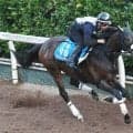 【東海Ｓ】ドンインザムードが前走７馬身差圧勝の再現を　今野調教師「左回りはいいし、中京は問題ない」