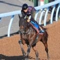 【関屋記念】重賞初挑戦Ｖ狙うアンパドゥ　新コンビの岩田望来騎手が好感触「乗りやすかったし反応も良かった」