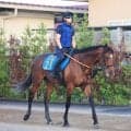 【関屋記念】「素晴らしい馬です」萩原厩舎からの転厩初戦となるダノンセンチュリーを宮田調教師が絶賛
