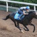 【東海Ｓ】陣営「今後のためにも勝ちたいレース」　安定感抜群インユアパレスが重賞初制覇へ