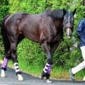 【注目馬動向】５・９億円ホースのエムズビギンは武豊騎手との新コンビで神戸新聞杯に参戦へ