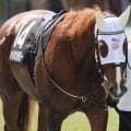 【東海S】福永祐一調教師が史上初の騎手＆調教師ダブル制覇へ 上がり馬のメイショウハチローで参戦だ