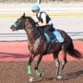【関屋記念】しらさぎＳで差し切り勝ちのエルトンバローズ　「ああいうレースもできるんだと思った」と陣営も手応え