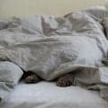 眠れないとき、ついついしてしまう「寝酒」　健康に問題ない？