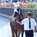 【東海Ｓ】初の重賞挑戦にも「試金石の一戦」と福永調教師　勢い乗るメイショウハチローに期待