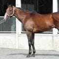 4歳を迎えて内容充実 馬体派記者が注目した東海S出走馬は