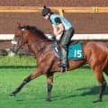 【今週のトク注新馬】サンライズジャポネ札幌芝でデビュー　半兄は“二刀流”サンライズジパング　陣営「芝もダートもやれそう」