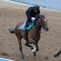 【関屋記念】ダノンセンチュリーはＷコースで軽快な走り　宮田調教師「暑くなったなかでも活気を失わずこれている」