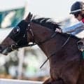 【関屋記念】30年ぶりに3歳牡馬の戴冠なるか シンザン記念覇者のサンダーストラックが参戦だ