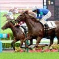 【注目馬動向】ステラトップガンはクローバー賞へ　ひまわり賞制したカエリールークスは報知新聞社杯エーデルワイス賞を視野に