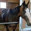 “派手顔”が「可愛い」「イケメン」と人気のカンチェンジュンガが引退→第２の馬生…阪神競馬場での生活がスタート　