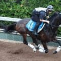 【東海Ｓ】坂路で鋭伸のドンインザムードは心身両面での成長目立つ　今野調教師「ちょうどいい追い切り」