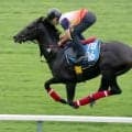 【札幌日経賞】未完の大器ミラージュナイトは札幌の芝でダイナミックに鋭伸　杉山佳調教師「よく脚も動いていました」