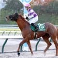 ２５年のオーバルスプリントを勝ったサンライズフレイムがＪＲＡの競走馬登録を抹消　今後は地方競馬へ移籍