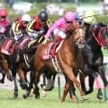 サクラメガワンダーが２３歳で死す　０９年の金鯱賞など重賞４勝　西の名門・友道厩舎の初期を支えた名優