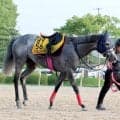 【アイビスサマーダッシュ・１週前】テイエムスパーダは馬場入りをごねる　小椋調教師「色々と考えていきたいです」