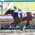 米国で活躍した種牡馬のドミナスがリンパ腫の合併症で死す　ＪＲＡでは孫が単勝１３番人気の爆穴Ｖ