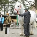 ばんえいＰＲ馬のミルキー号が２３歳で死す　ＳＮＳで追悼メッセージ続々「盛り上げてくれてありがとう」「大好きだよ」