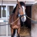 イクイノックスやドウデュースに負けない才能　誘導馬ダノンベルーガ再びＧⅠの舞台へトレーニング中