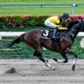 【東海S枠順確定】ドンインザムードは4枠5番、ベルジュロネットは5枠8番