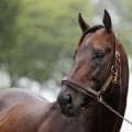 ヤマニンウルスがレックススタッドに到着 重賞2勝馬