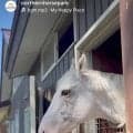 ソダシやハヤヤッコのいとこ白毛馬アマンテビアンコがノーザンホースパークで第二の馬生「可愛い」「あまりに美しくて…」