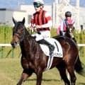 【関ケ原Ｓ・金曜気配】前走３着のウインデイジーは角馬場で調整　宮調教師「このクラスでやれていいし、具合もいい」