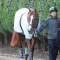 【注目馬動向】Ｇ１馬がまた新潟記念へ　２４年の菊花賞馬アーバンシックが参戦を視野に　超豪華メンバーのＧ３