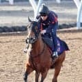 【注目馬動向】フェブラリーＳ連覇のコスタノヴァが左前脚球節のクリーニング手術へ