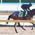 【２５日の注目・札幌４Ｒ】兄は重賞馬　弟はセレクトセールで２・５億円　良血フレッチャアズーラもう負けられない