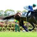 遅れてきた良血牝馬の未勝利戦圧勝にＳＮＳ「他馬とはスピードの違いで…」　ファルカータが中京で初勝利