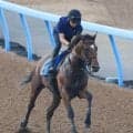 【関屋記念・特選有力馬チェック】ダノンセンチュリーは買うべき？