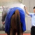 古賀大生調教師が新潟９Ｒのスコラーリ、ダノンロッキーで初出走　「支持していただいたのに、結果が伴わず申し訳ない」