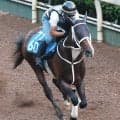 【東海Ｓ・土曜気配】前走完勝のベルジュロネットは坂路でパワフル　陣営「重賞でも楽しみの方が大きい」