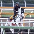 【２６日の注目・中京９Ｒ】白毛のゴージャスが復活なるか　鞍上の田山旺佑騎手に期待