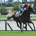 【中京2R新馬戦結果】サートゥルナーリア産駒ルナパッショーネが7馬身差で圧勝