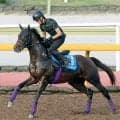 【東海Ｓ】川田将雅騎手騎乗の２番人気ダノンフィーゴは１０着　２つめのタイトルには届かず