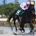 【JRA・WIN5】本日のWIN5は的中3875票、配当13万1130円
