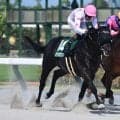 【東海S結果】マテンロウコマンドが抜け出し重賞連勝