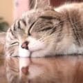 ペットの癒やし効果とは？