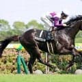 【中京６Ｒ・木曽川特別】伯父は日本ダービー馬マカヒキ　サヴォアフェールが２馬身半差で完勝
