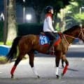 【アイビスＳＤ・ヤマタケの特注馬】アメリカンステージの直千適性は高い！　初の国内重賞でスピード見せつける