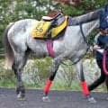【アイビスＳＤ】テイエムスパーダは得意レースで復活なるか　小椋調教師「このひと追いで上がってくれたらと思ったが…」