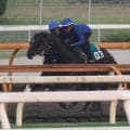 ミックスセールで2億円 キズナ産駒ホウオウモノポリーが土曜新潟で初陣/関西馬メイクデビュー情報