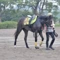 日本ダービー3着馬の半妹 ピュアレストにジョッキーも好感触/関東馬メイクデビュー情報