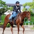 【アイビスＳＤ】９歳の古豪ウイングレイテストは使った上積みで巻き返しへ　畠山調教師が期待「今回の方がいい」