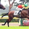 【注目馬動向】デビュー戦で“大物食い”を果たしたトウシンマジックは新潟２歳Ｓへ