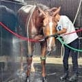 【クイーンＳ】ひとまわり大きくなったフェスティバルヒルは初の札幌も不安なし　陣営「体も大きくなっている」