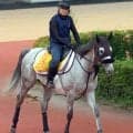 【クイーンＳ】コガネノソラは当レース２年ぶりの勝利へ視界良好　陣営「小回りも合うと思います」