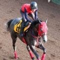 【アイビスＳＤ】芝、重賞、新潟と初物尽くしの挑戦でも今なら　ベルギューンに陣営「気持ちの強いところが出てきた」と自信